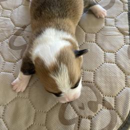 Pembroke Welsh Corgi Puppies from Mesa Acre