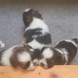 Shih Tzu Puppies from Sing-Yu Shih Tzu
