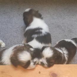 Shih Tzu Puppies from Sing-Yu Shih Tzu