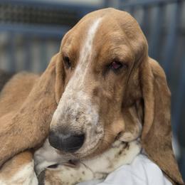 Lucy - Basset Hound