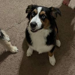 Australian Shepherd All Grown Up from S & E Delightful Aussies