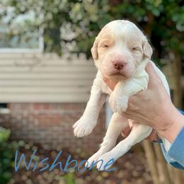 Wishbone - Parti male Goldendoodle puppy in Mocksville, North Carolina from Little Bear Doodles