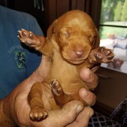Vizsla Puppies from Krichen Vizslas
