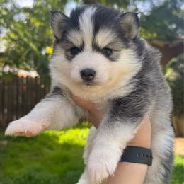 Sweetie - Black and white female Pomsky puppy in La Verne, California from Red Cedar Pomskies
