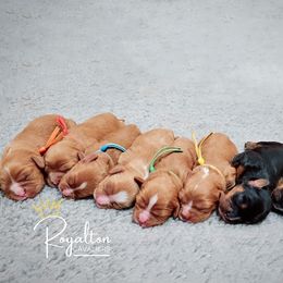 Cavalier King Charles Spaniel Puppies from Royalton Cavaliers