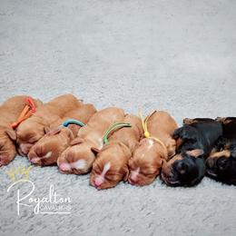 Cavalier King Charles Spaniel Puppies from Royalton Cavaliers