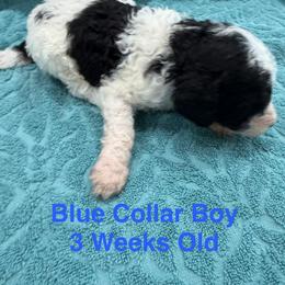 Blue Collar Boy - Parti male Poodle puppy in Shattuck, Oklahoma from Rock Creek Royal Poodles