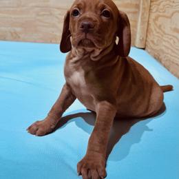 Mr Blue - Golden rust male Vizsla puppy in Agua Dulce, California from Waterfall Ranch Hungarian Vizslas