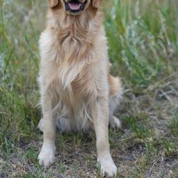 H - Golden Retriever