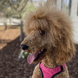 Indie - Poodle