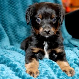 Poppy's Minimal White BTM 3 - Black tri male Toy Australian Shepherd puppy in Leighton, Alabama from Isbell Land & Livestock, LLC
