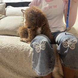 Blue collar - Red  male Goldendoodle puppy in Lake Butler, Florida from Mini Golden Doodles