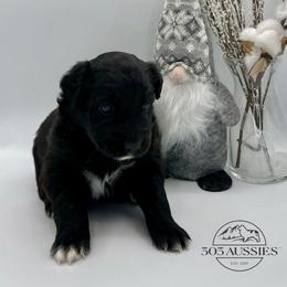 BBM - Black & white male Australian Shepherd puppy in Thornton, Colorado from 303 Aussies