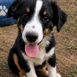 Ashitaka - Black tri male Miniature Australian Shepherd puppy in Macomb, Missouri from Show Me MO Aussies