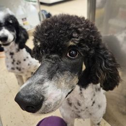 Trubel - Parti female Poodle puppy in Snowflake, Arizona from TaylorMade Standard Poodles