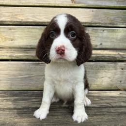 Bruce - Liver and white male English Springer Spaniel puppy in Cookeville, Tennessee from Krossroads Kennel
