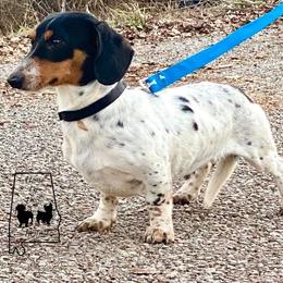 Axel - Dachshund