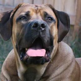 Boerboels from Magni Boerboels