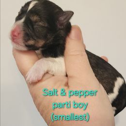 Boy 3 - Parti male Miniature Schnauzer puppy in Ferndale, Washington from Blackhorse Schnauzers Washington state