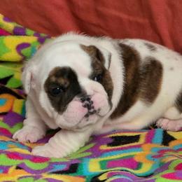 Ethel - Red brindle and white female Bulldog puppy in Arlington, Washington from Stout's Hunting Labs and trsbullies