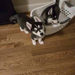 Siberian Husky Puppies from Genine Appello