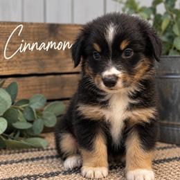 Cinnamon - Black tri-color male Australian Shepherd puppy in Traer, Iowa from Kelly's Australian Shepherds