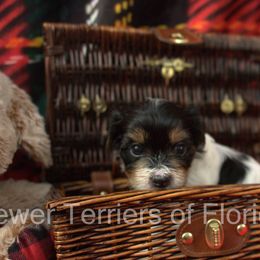 Biewer Terrier Puppies from Biewer Terriers of Florida Dawn