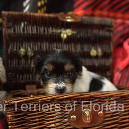 Biewer Terrier Puppies from Biewer Terriers of Florida Dawn