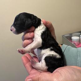 Boy 6 - Black male Goldendoodle puppy in Ocala, Florida from The Treasured Puppies Department
