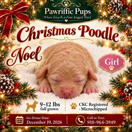Noel - Apricot female Poodle puppy in Spring Lake, North Carolina from Pawriffic Pups