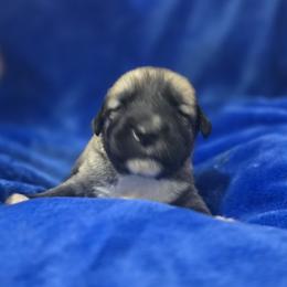 Anatolian Shepherd Dog Puppies from Florida Anatolian Shepherds