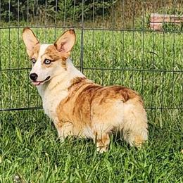 John - Red merle and white male American Corgi puppy in Dunbar, Nebraska from Vintage Corgis