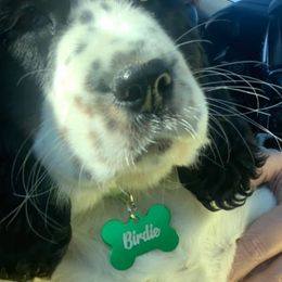 English Springer Spaniels from 7UL Springers