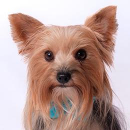 Mocha - Yorkshire Terrier