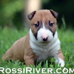Miniature Bull Terrier puppies from Rossi River Minibulls