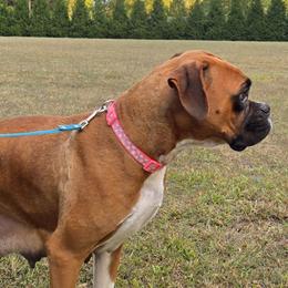 Nova - Boxer