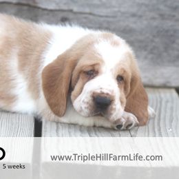 Bo - Red and white male Basset Hound puppy in Jefferson City, Missouri from Triple Hill Farm