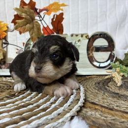 Apple - Liver female Miniature Schnauzer puppy in Hemet, California from Journee Home Mini Schnauzers