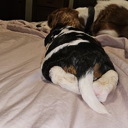 Cavalier King Charles Spaniel Puppies from Critter's Cottage Cavaliers