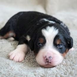 Elodie - Tri-color female Bernedoodle puppy in Folsom, Louisiana from DoodlesFarmCo