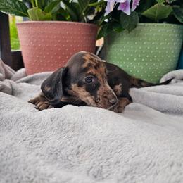Nacho - Dapple male Dachshund puppy in Florence, Arizona from Doxie Town Az