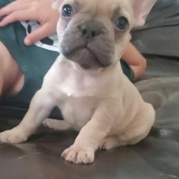 Ruger - Blue fawn male French Bulldog puppy in Stockton, Missouri from Willis Family Frenchies