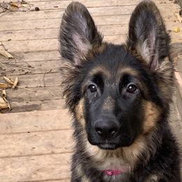 Minka - Black and red German Shepherd puppy in Vandalia, Michigan from Vom Friedenswald