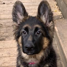 Minka - Black and red German Shepherd puppy in Vandalia, Michigan from Vom Friedenswald