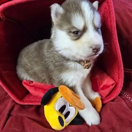 Frost - Red and white male Siberian Husky puppy in Kansas City, Missouri from Anuun's Huskies