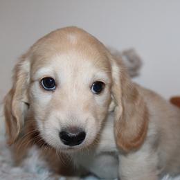 Girl 3 - Cream female Dachshund puppy in Craig, Colorado from Rocky Mountain Shih Tzus and Dry Creek Miniature Dachshunds