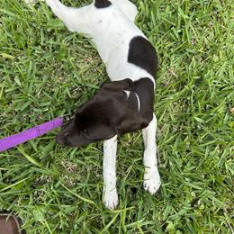 Girl 2 - White and liver German Shorthaired Pointer puppy in Jacksonville, Florida from Good-Times K9