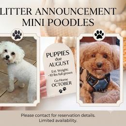Poodle puppies from Scenic City Doodles