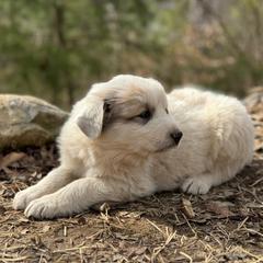Puppy ID 17269 - White and badger male Great Pyrenees puppy in Leicester, North Carolina from Randall Glen Pyrenees