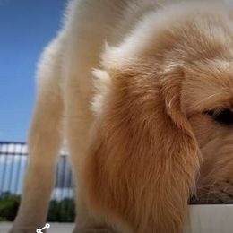 Goldendoodle, Golden Retriever, and Sheepadoodle Puppies from Guppy Puppies